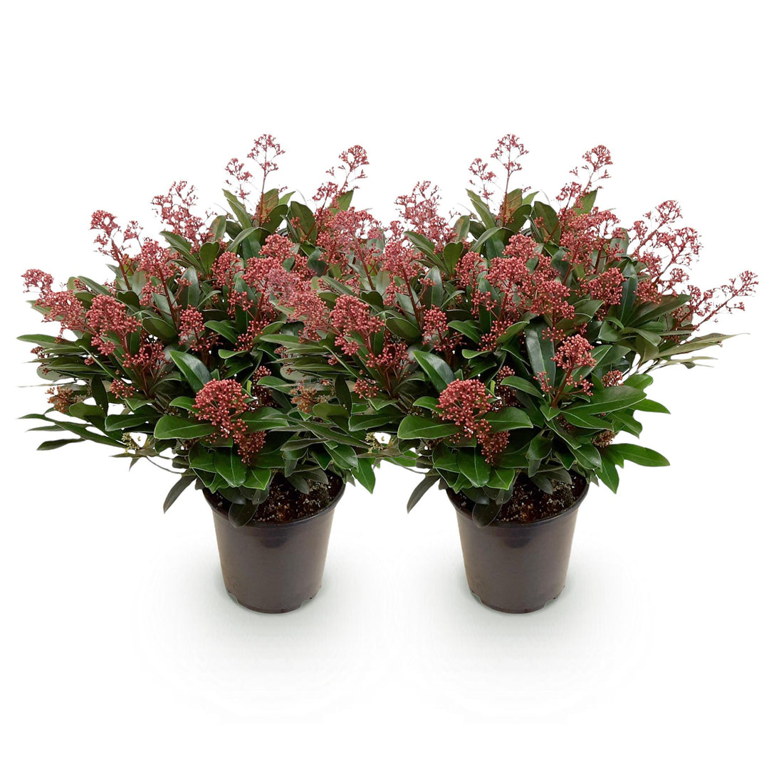 Pack of 2 Skimmia japonica 'Rubella' plants in 19cm pots, 60cm tall - view 2
