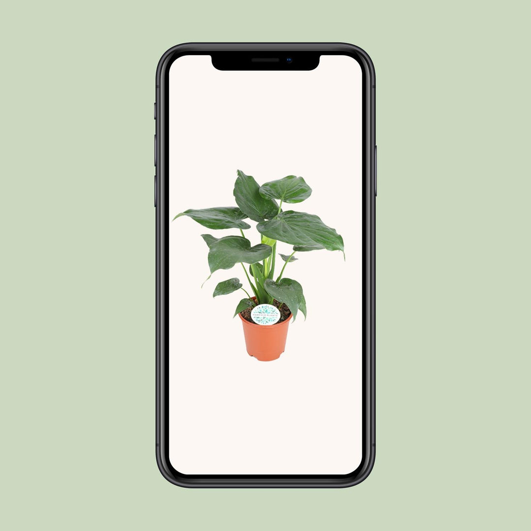 Alocasia Cucullata 80cm — Elephant Ear in 21cm pot