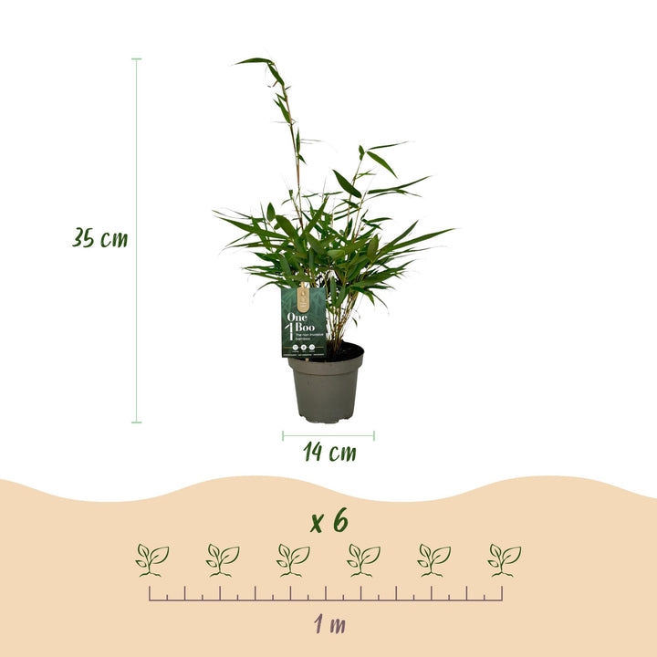 18 Fargesia robusta Pingwu clumping bamboo plants in 14cm pots - view 3