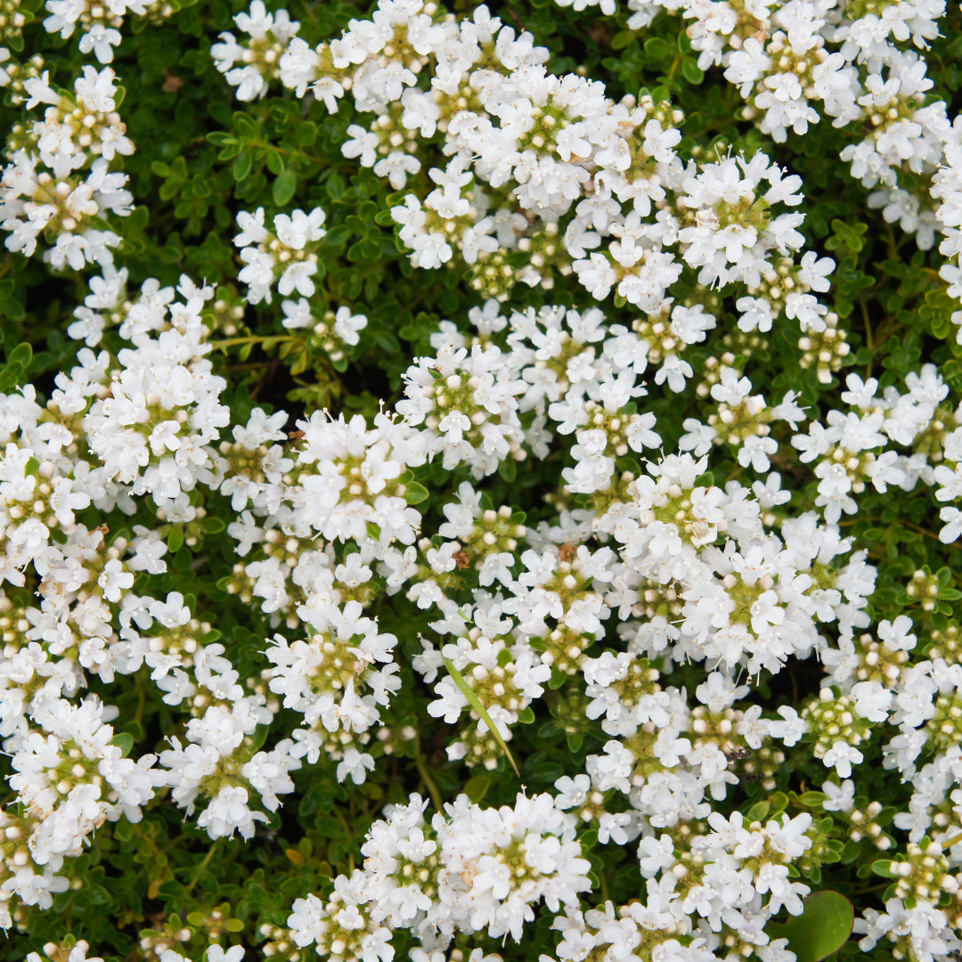 60x Thymus praecox 'Albiflorus' - ↕10-25cm - Ø9cm