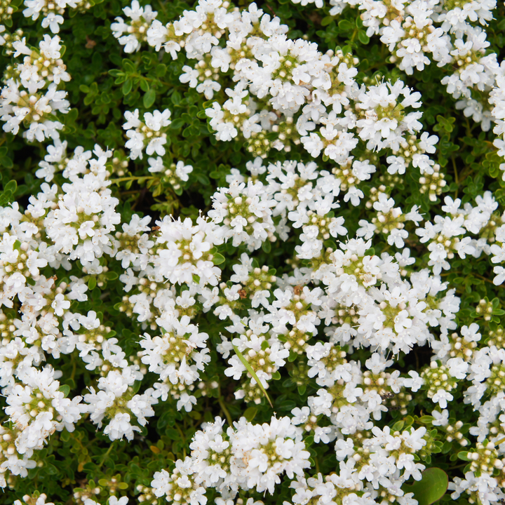 60x Thymus praecox 'Albiflorus' - ↕10-25cm - Ø9cm