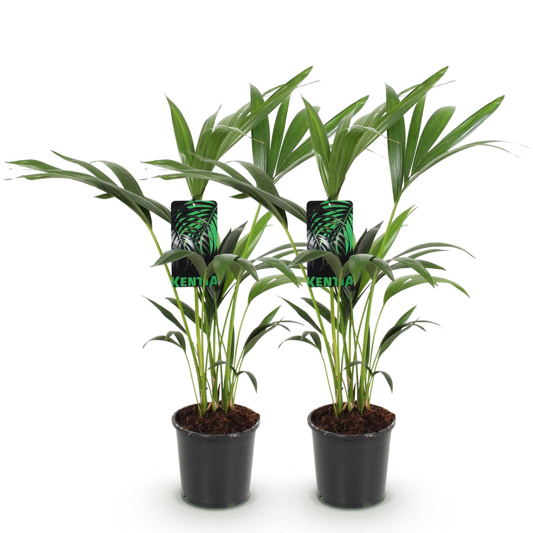 Kentia Palm (Howea forsteriana) - view 2