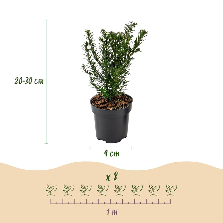40 Taxus baccata yew hedging plants in 9cm pots, 20-30cm tall - view 4