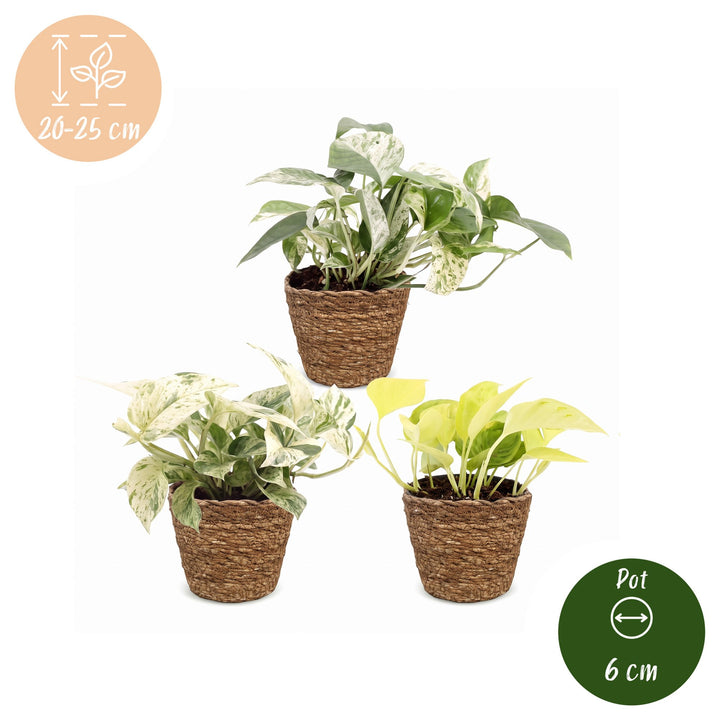Epipremnum Tricolour trio houseplants, pack of 3 in basket, image 5