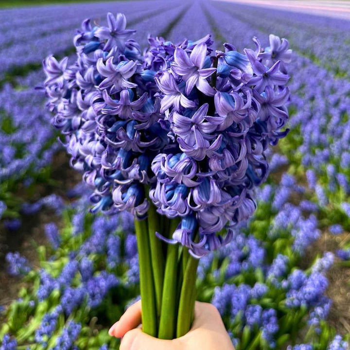 Purple hyacinth flowers in a sustainable value pack by Everspring, featuring lush blooms and green stems.