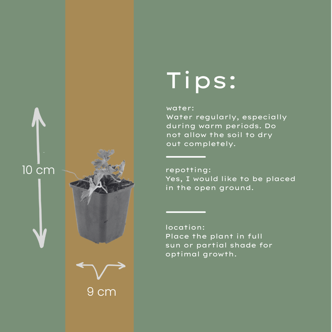 24x Geranium 'Azure Rush' - ↕10-25cm - Ø9cm