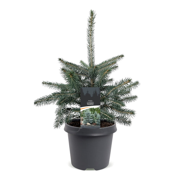 Picea pungens Glauca Blue Spruce living Christmas tree in growing pot, approx. 60cm tall, image 2