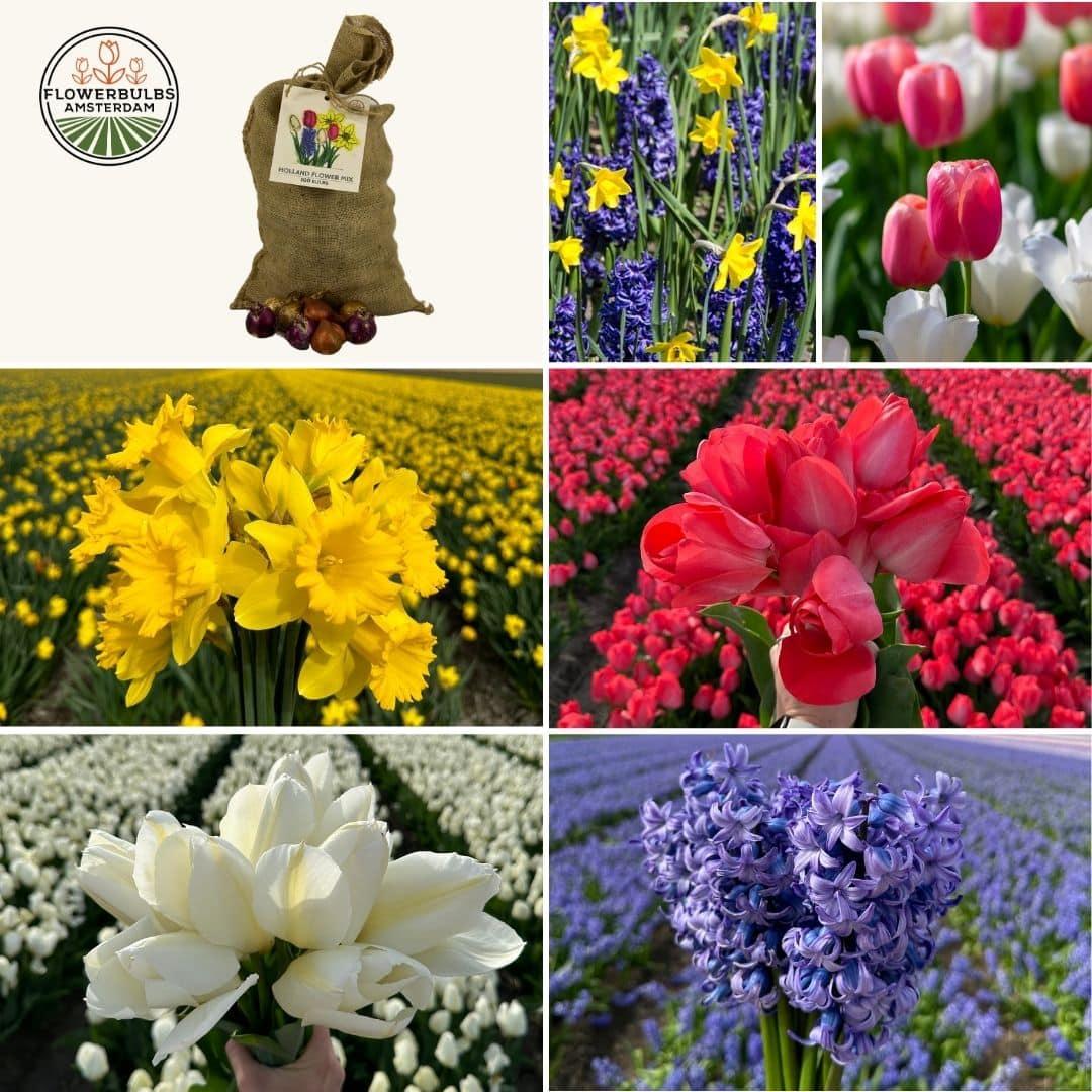 Flowerbulbs Amsterdam - Everspring Super Holland Mix, 100 assorted bulbs for vibrant spring blooms, eco-friendly.