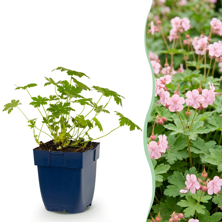24x Geranium macrorrhizum Ingwersen's Variety cranesbill in 11cm pots