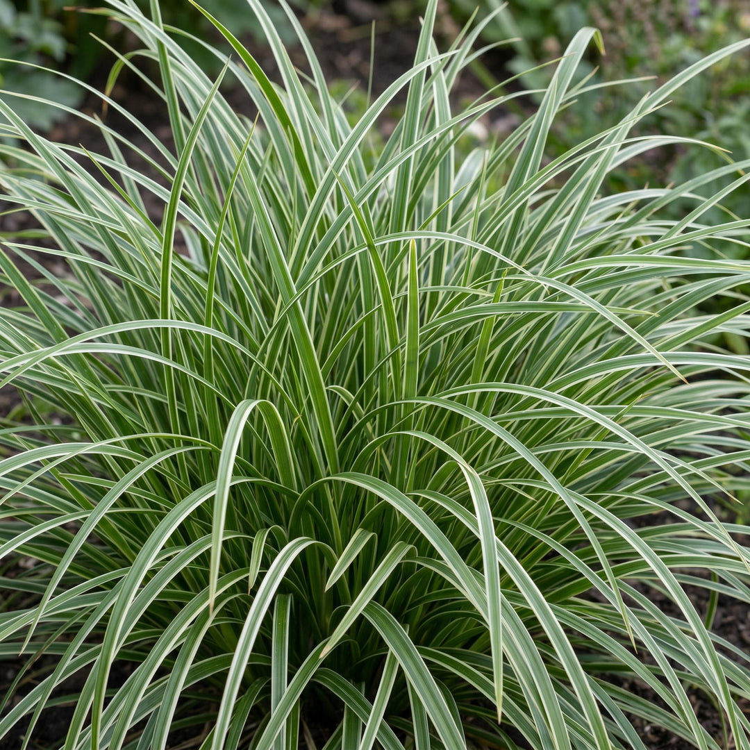 24x Carex morrowii Ice Dance Japanese sedge in 11cm pots - view 5