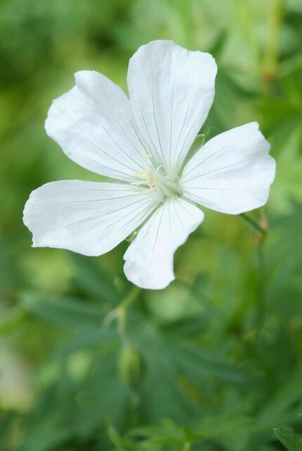 40x White Cranesbill Geranium 'Album' - Hardy Perennial - 9cm Pot