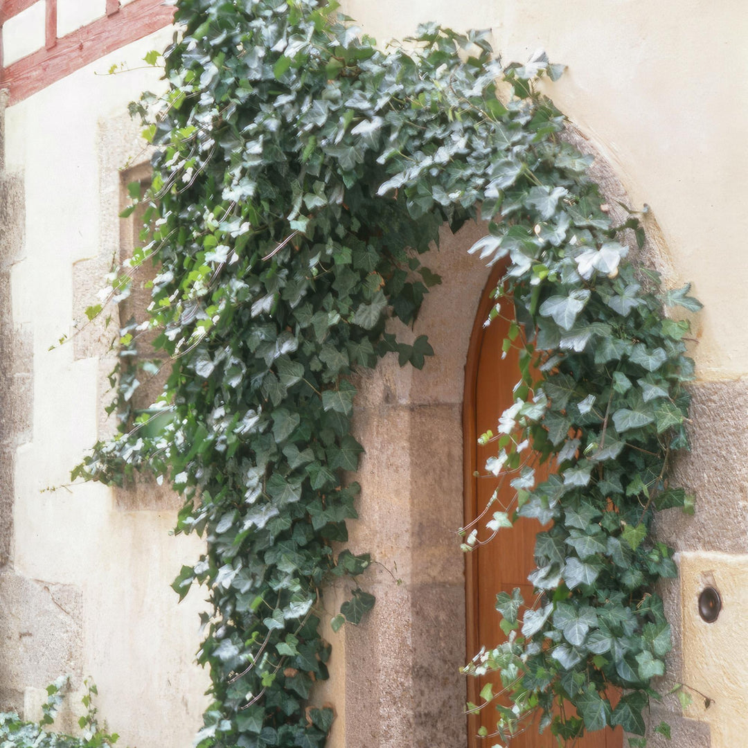 Hedera Helix Glacier Variegated Ivy Plants - 60 Pack 10-25cm