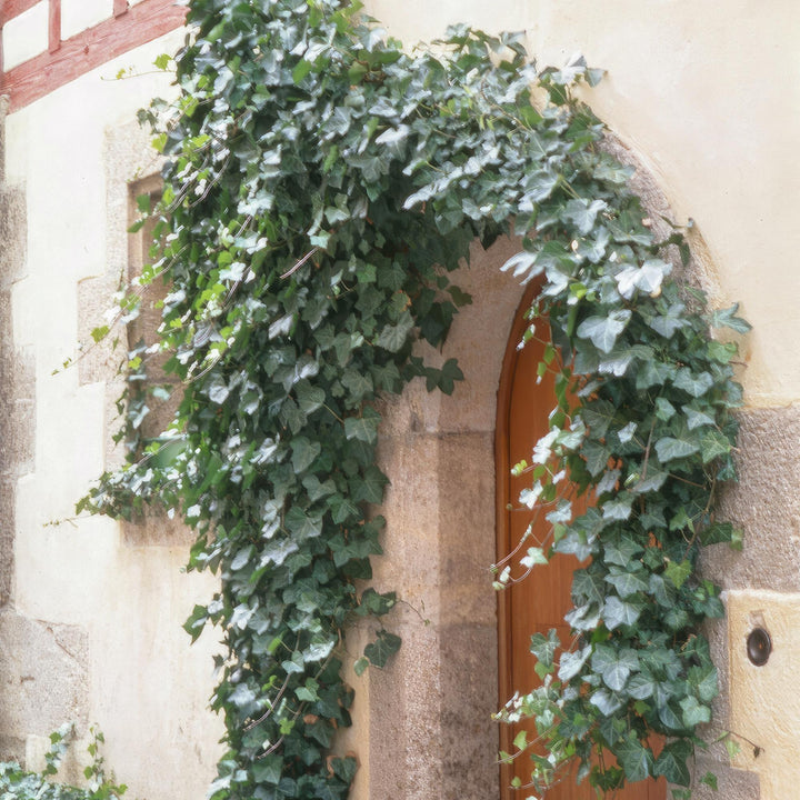 Hedera Helix Glacier Variegated Ivy Plants - 60 Pack 10-25cm