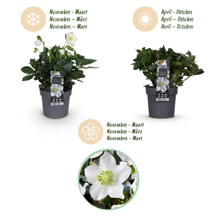 2x Helleborus niger 'Christmas Carol' Christmas Rose in 14cm pots - view 9