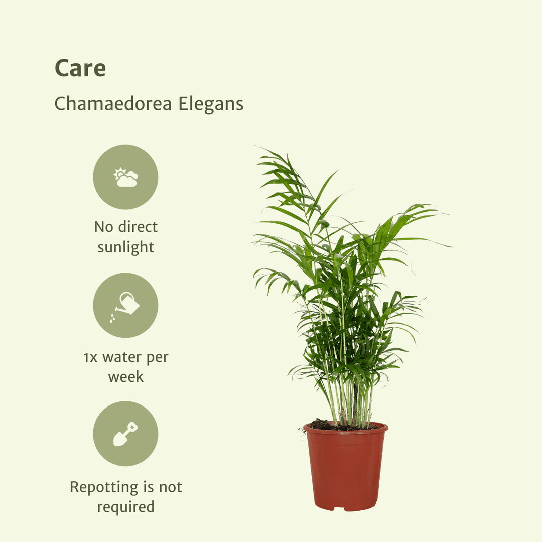 Chamaedorea Elegans Mexican Mountain Palm - 55cm Indoor Houseplant