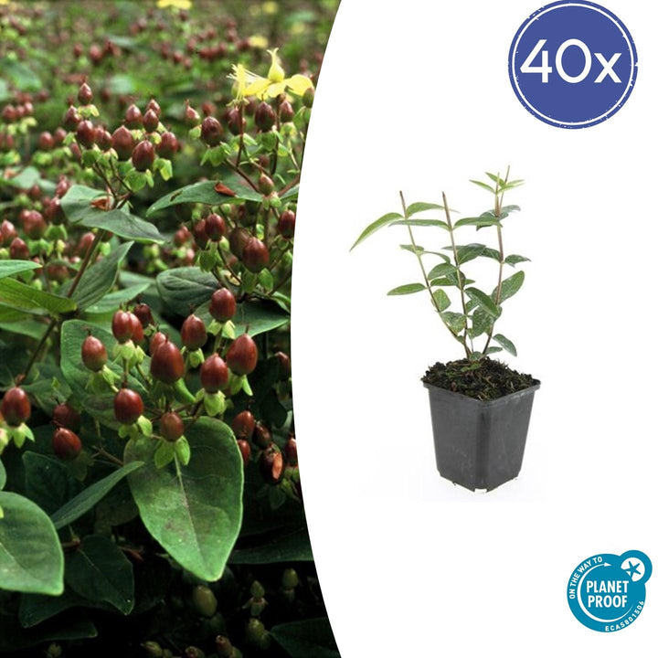 40x Hypericum inodorum Plants - 10-25cm - 9cm Pot - St Johns Wort
