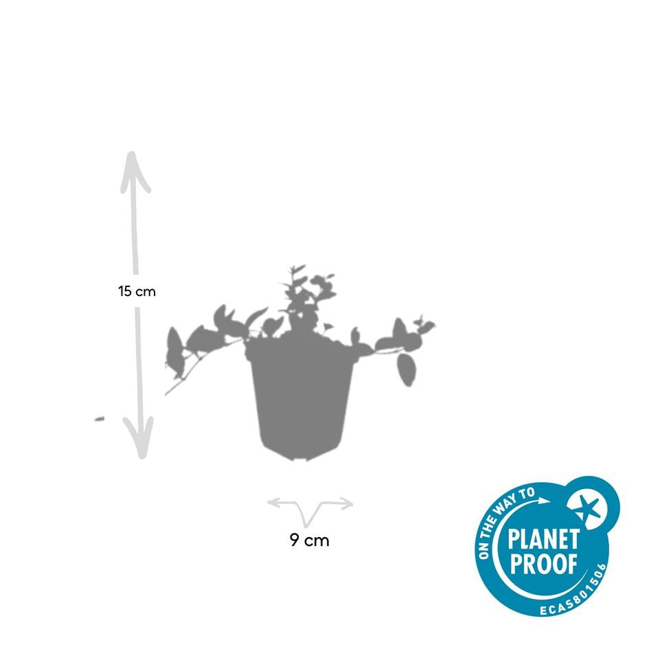 60x Variegated Vinca minor 'Argenteovariegata' - Evergreen Ground Cover