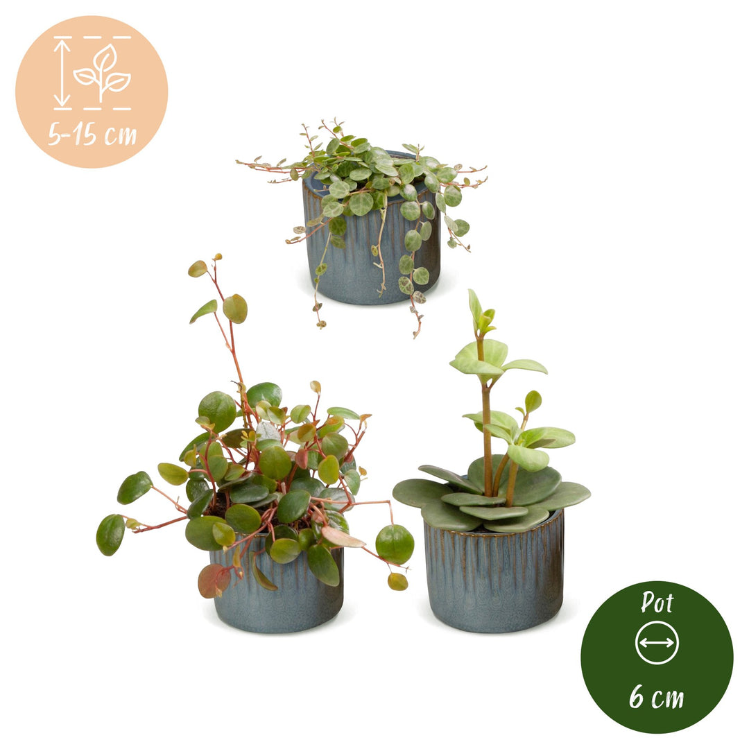 Baby Peperomia Mix houseplants, pack of 3, image 5
