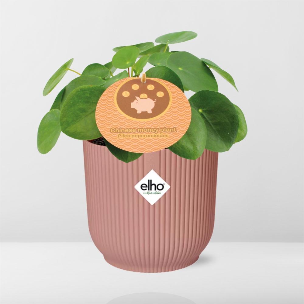 Chinese Money Plant (Pilea peperomioides) in a pink ELHO Vibes pot, view 6