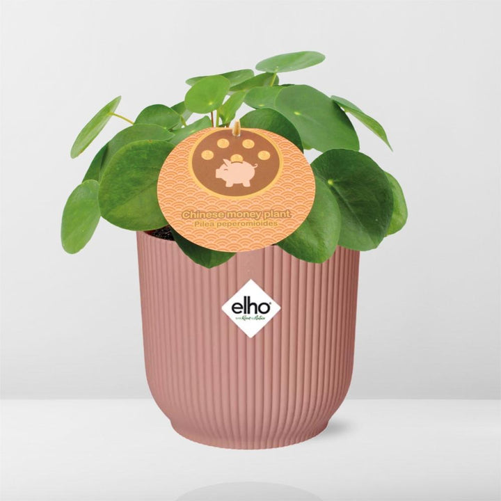 Chinese Money Plant (Pilea peperomioides) in a pink ELHO Vibes pot, view 6