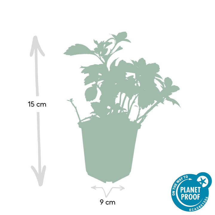 48x Pachysandra Green Carpet - Evergreen Ground Cover - 10-25cm