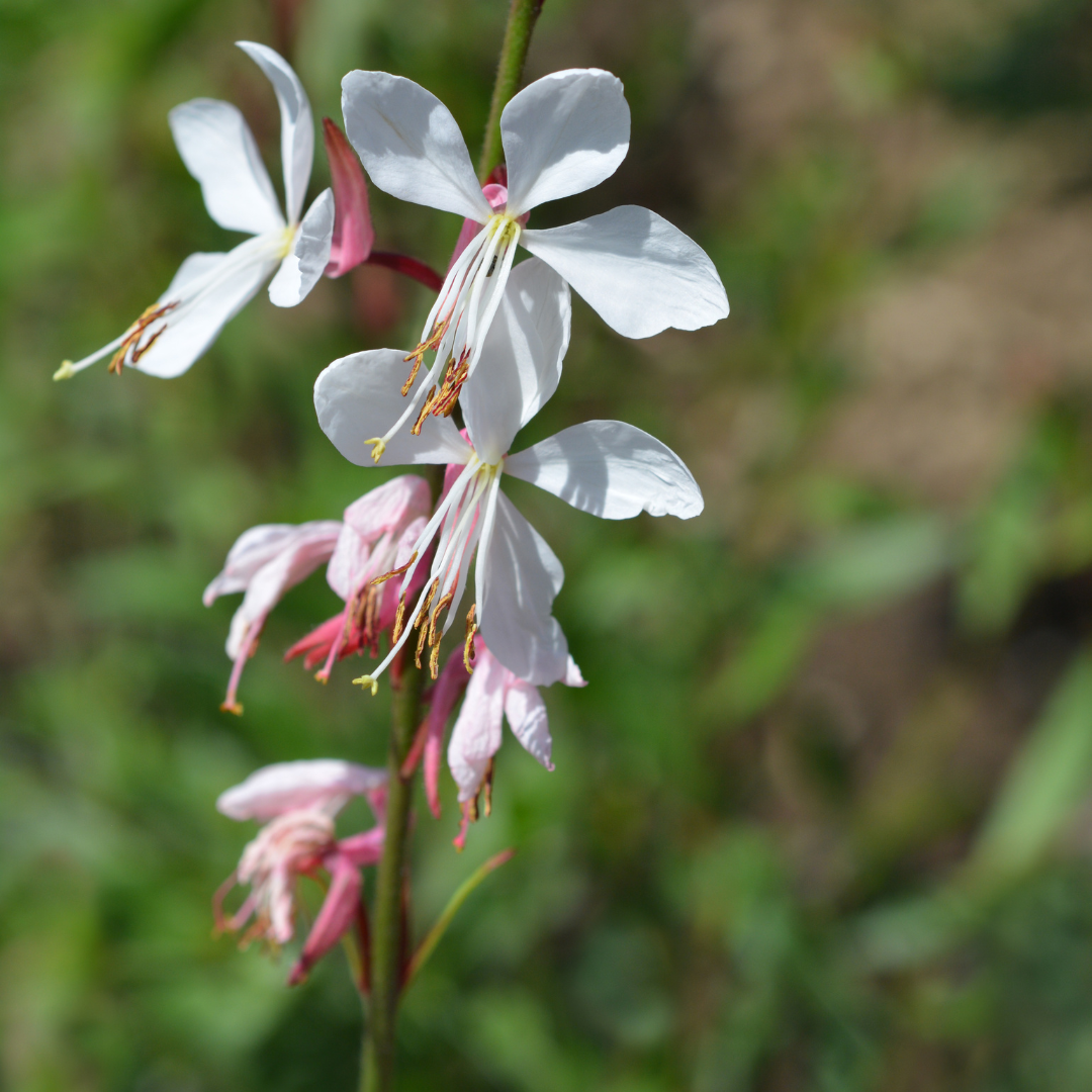 24x Gaura lindheimeri - ↕10-25cm - Ø9cm
