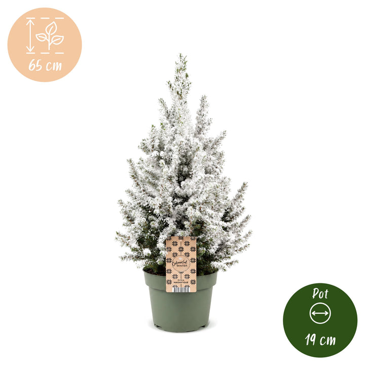 Picea glauca Conica Dwarf Alberta Spruce Christmas tree in Ø19cm pot, image 5
