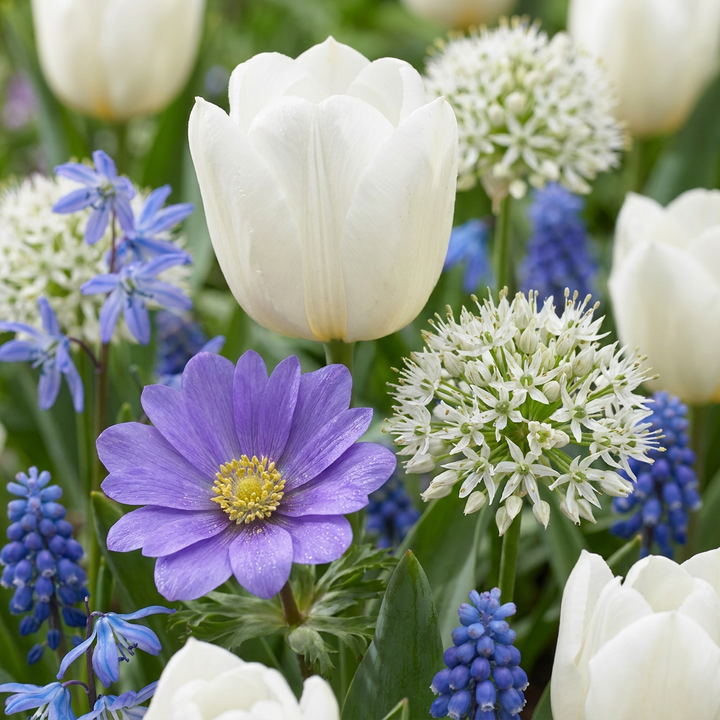 1000x Bulb Garden Blue - Bulbe Garden Blue - Divers - Floraison estivale - Calibre 10/12
