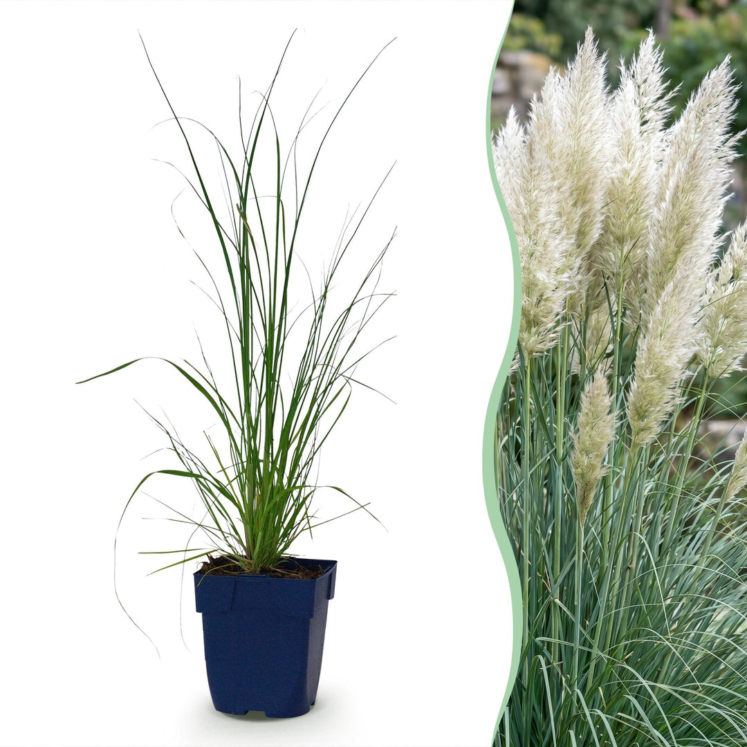 24x Cortaderia selloana Pumila dwarf pampas grass in 11cm pots