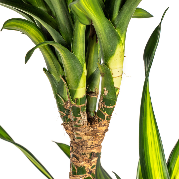 Dracaena Deremensis Rikki 130-150cm — Dragon Tree in 24cm pot, with basket