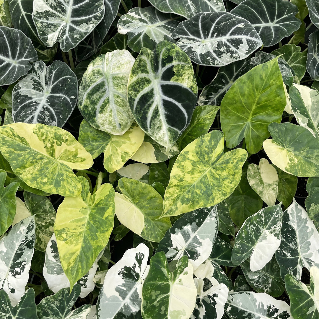 Baby Alocasia Tricolour Variegata trio, pack of 3 plants, image 4