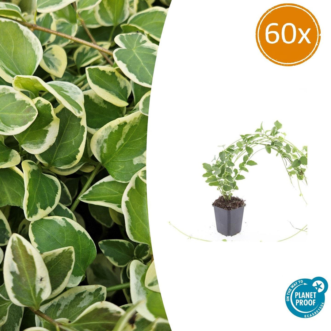 60x Variegated Vinca Major - Evergreen Ground Cover - 10-25cm - Ø9cm
