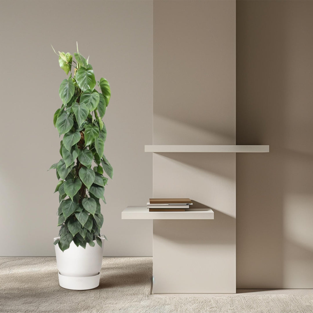 Philodendron Bipinnatifidum Cum Laude - Large Tropical Houseplant