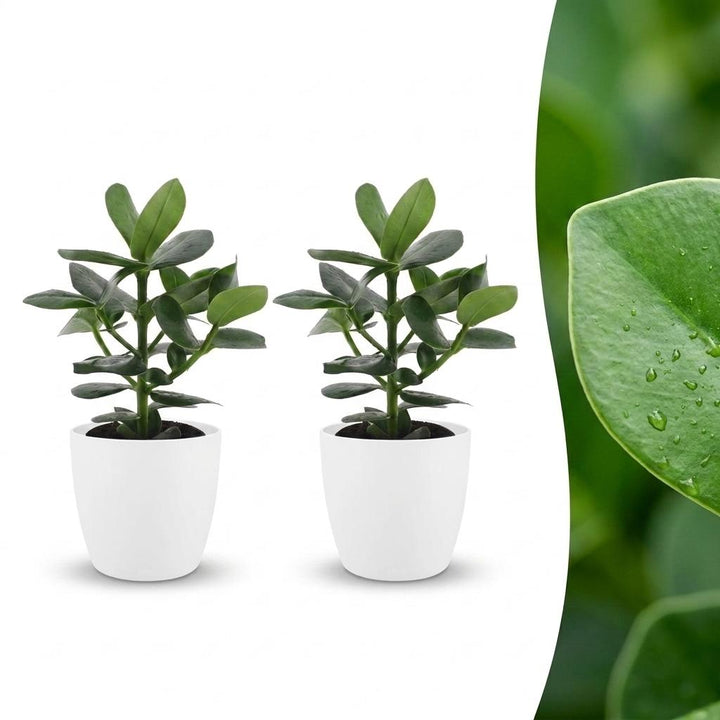 Clusia Princess - Clusia Princess - 2 Plants - with White Pot - Pot 12cm - Height - 40cm
