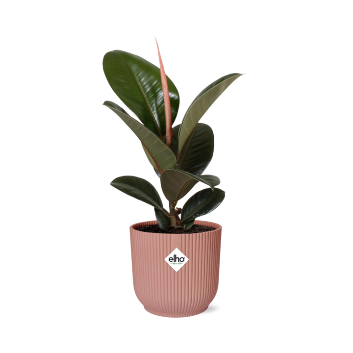 Young Ficus elastica Robusta rubber plant with glossy dark leaves in a pink ribbed ELHO Vibes pot