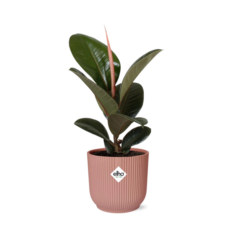 Young Ficus elastica Robusta rubber plant with glossy dark leaves in a pink ribbed ELHO Vibes pot