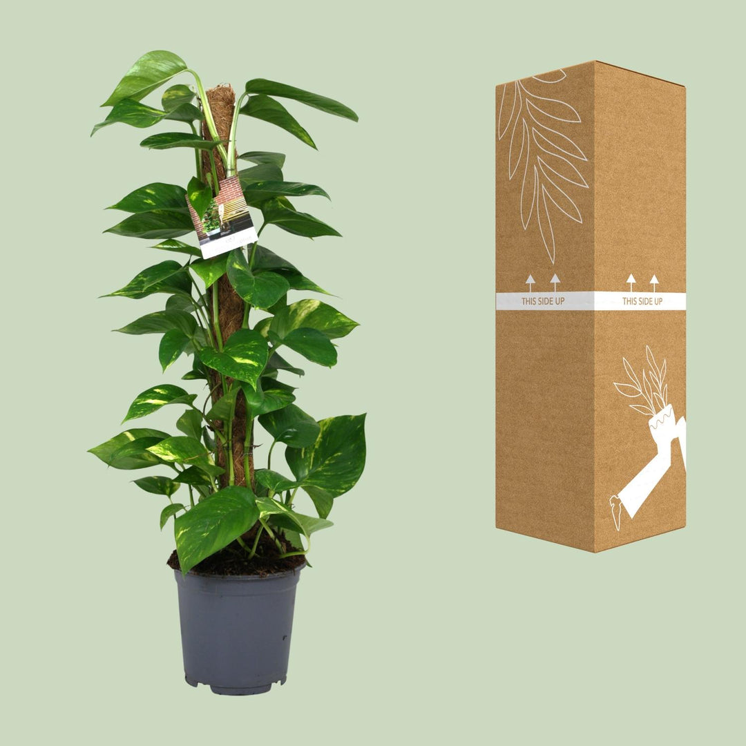 Scindapsus Epipremnum 80cm — Pothos in 19cm pot