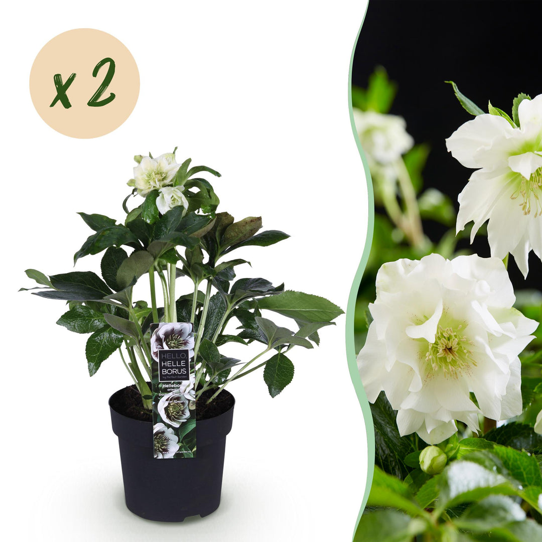 2x Helleborus orientalis 'Double Ellen White' Lenten Rose in 14cm pots