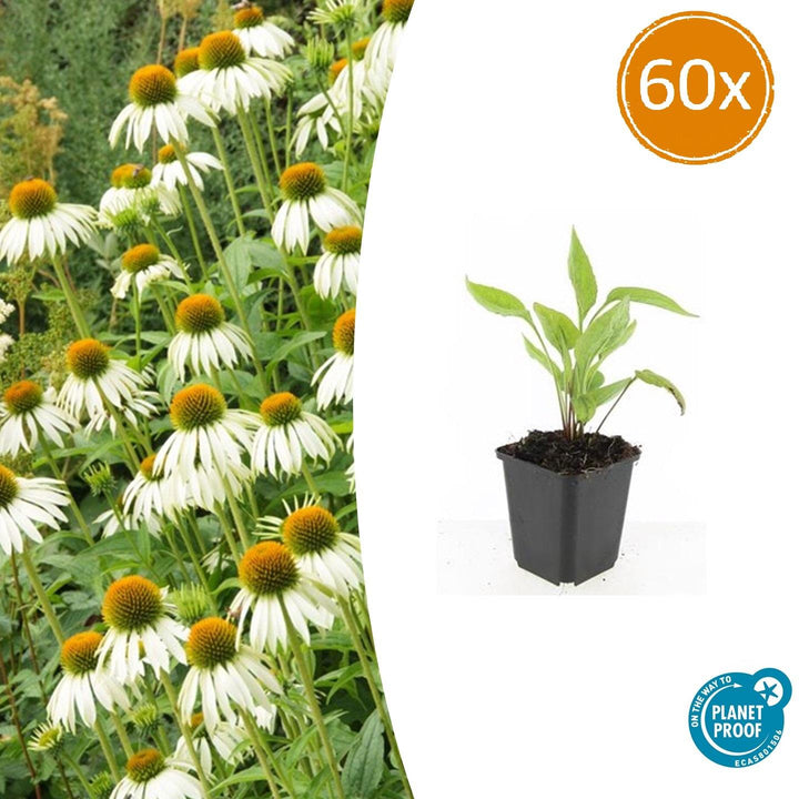 60x White Swan Coneflower - Echinacea purpurea - 9cm Pots