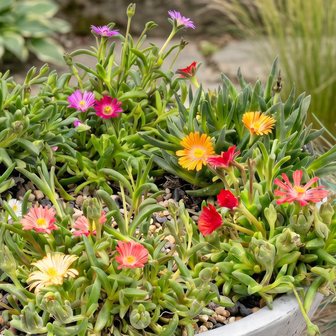 24x - Delosperma mix - Ø7cm - ↕10-12cm