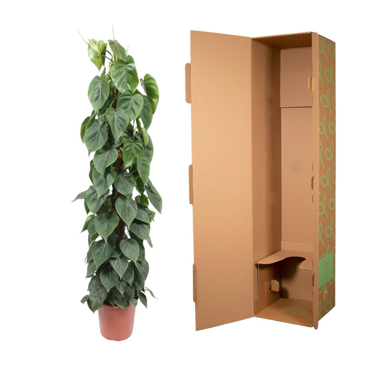 Large Philodendron Bipinnatifidum Cum Laude with glossy dark green leaves, easy care tropical houseplant by Everspring