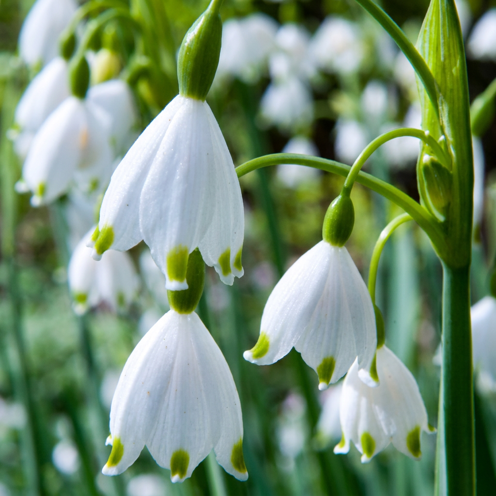 320x Leucojum Aestivum - Nivéole d'été - Blanc - Floraison printanière - Calibre 8/9