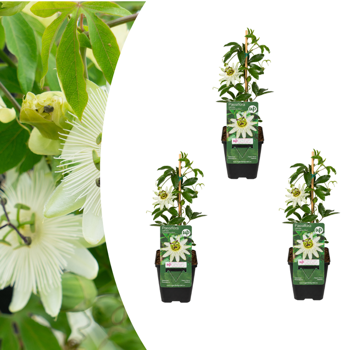 Pack of 3 Passiflora caerulea ‘Constance Elliott’, P9 Pot, Elegant White Passion Flower