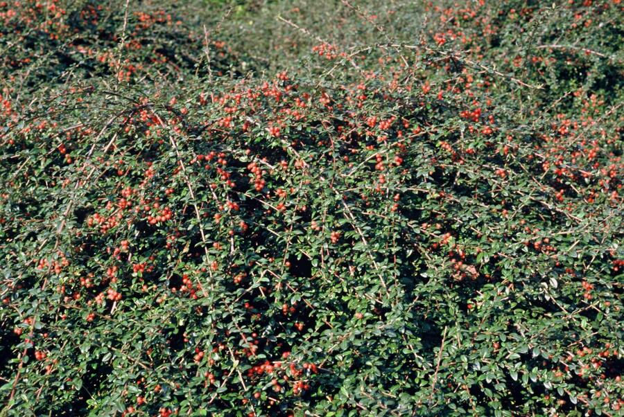 40x Cotoneaster Coral Beauty Ground Cover - Evergreen - 10-25cm