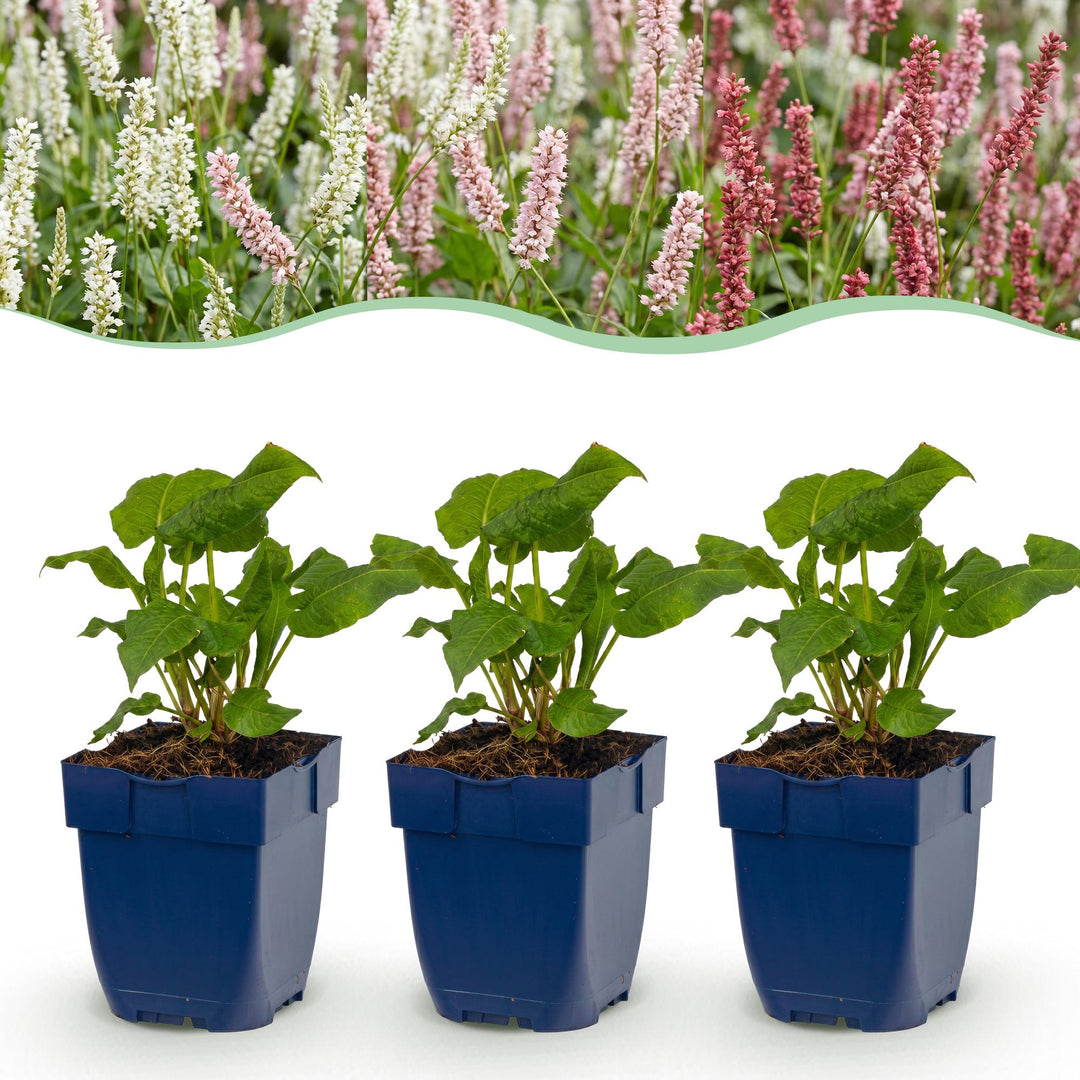 24 mixed Persicaria amplexicaulis plants in 11cm pots, 15-25cm tall