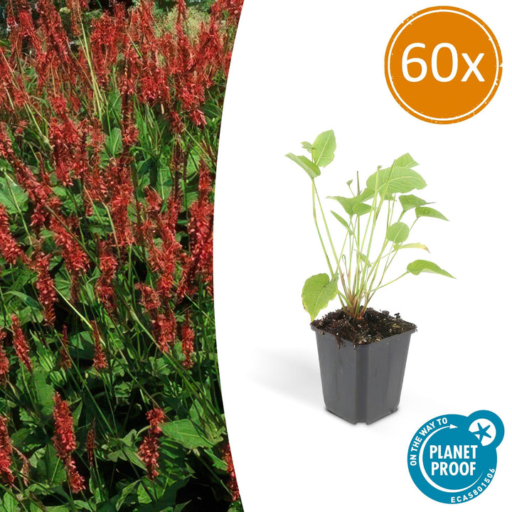 Red Bistort flowering perennial plant with lush green leaves, by Everspring, ideal for garden borders.