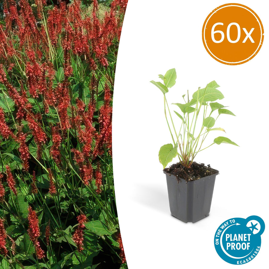 Red Bistort flowering perennial plant with lush green leaves, by Everspring, ideal for garden borders.