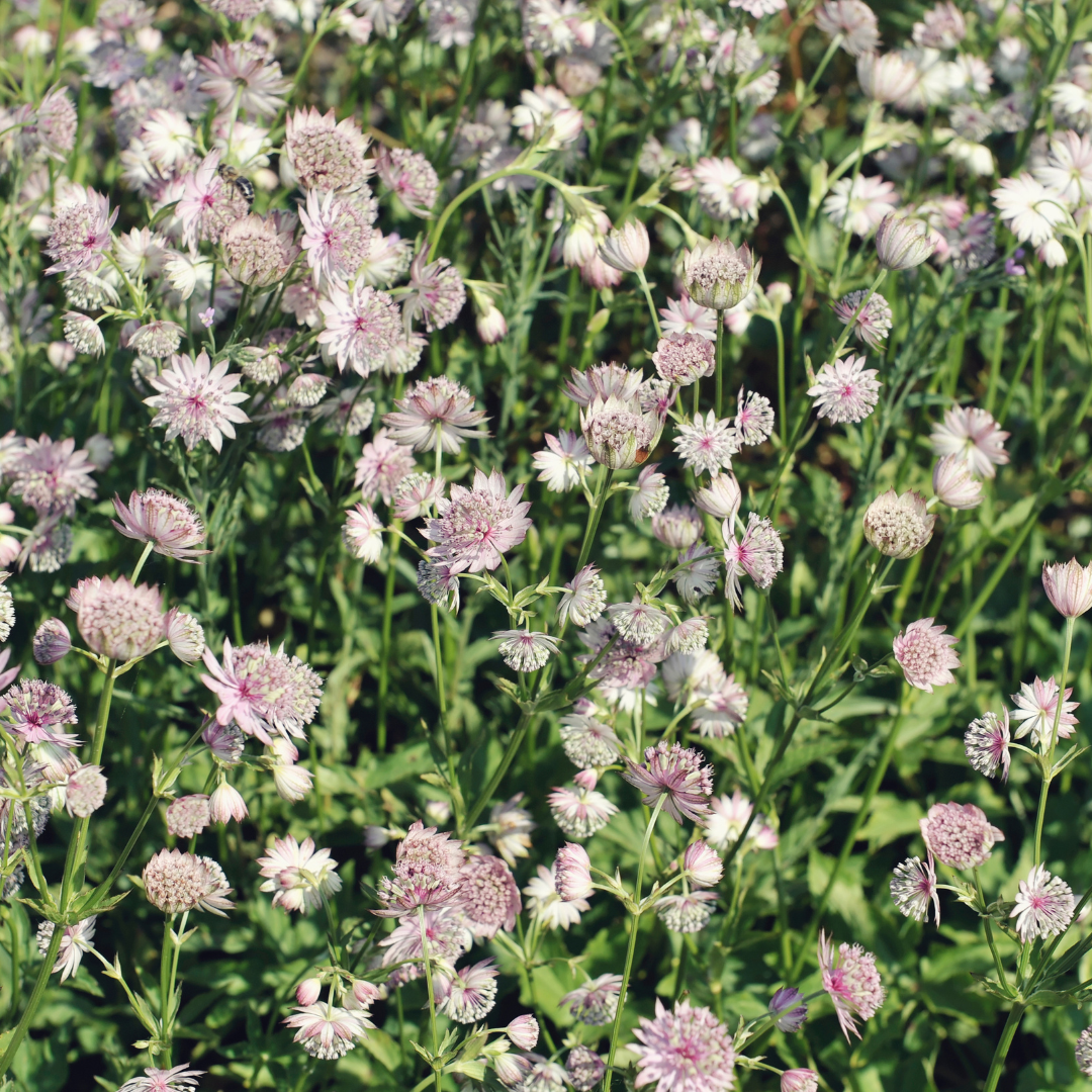 60x Astrantia major - ↕10-25cm - Ø9cm