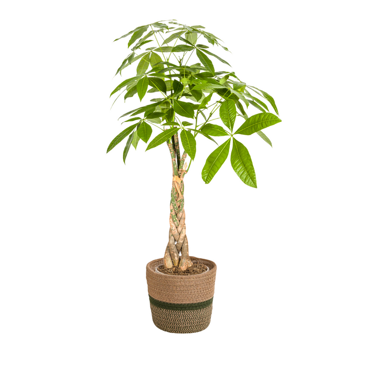 Pachira Aquatica 90-110cm — Money Tree in 21cm pot, with basket