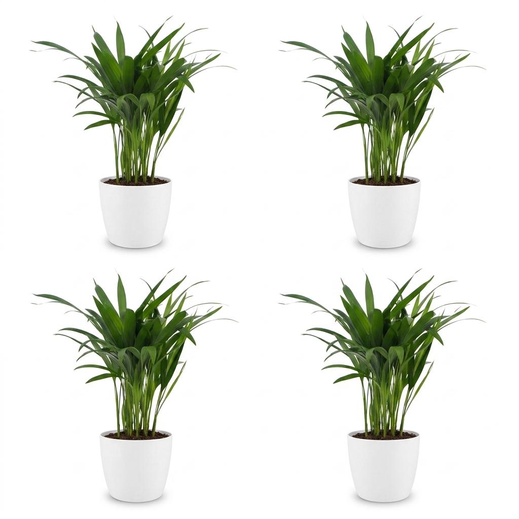Areca Lutescens - Areca Palm - 4 Plants - with Potter Wit - Pot 12cm - Height - 45cm